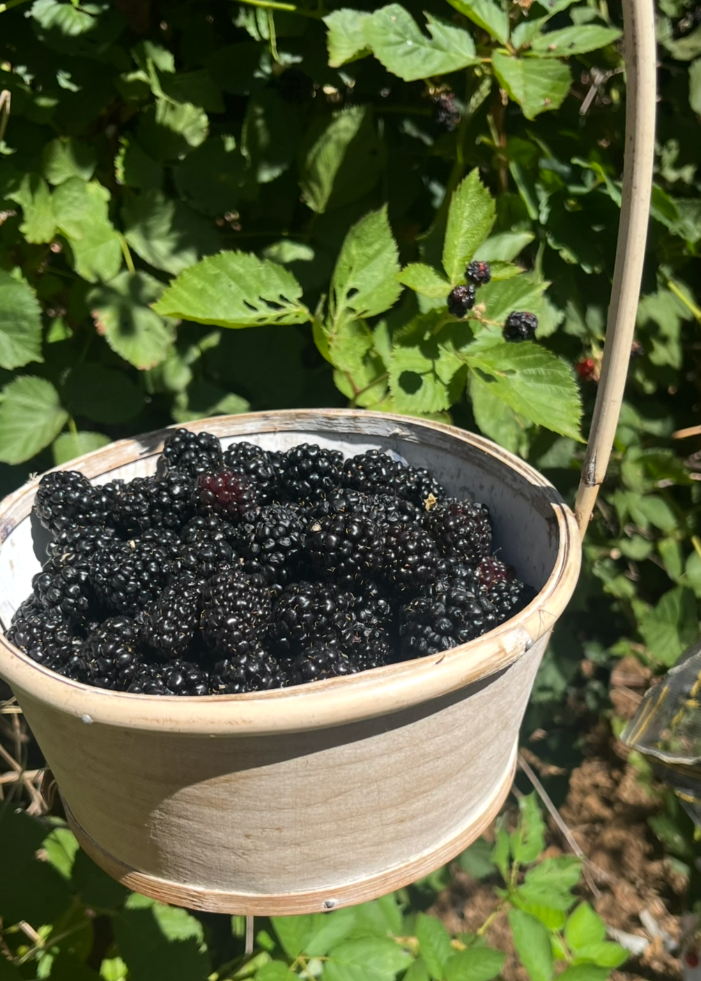 Pacific Northwest Berry Jam